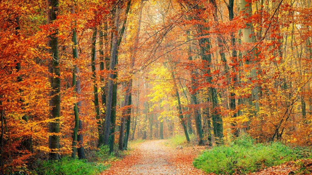 The Hues of Fall